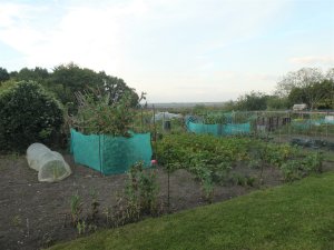 Picture of the allotments at Finche Field. Looking down over the field towards the lower allotments